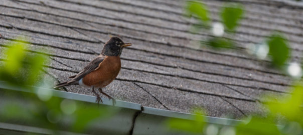 Robin on gutters & roof in the springtime
